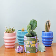 Load image into Gallery viewer, Complimentary Color Grow Kits: You are My Jam
